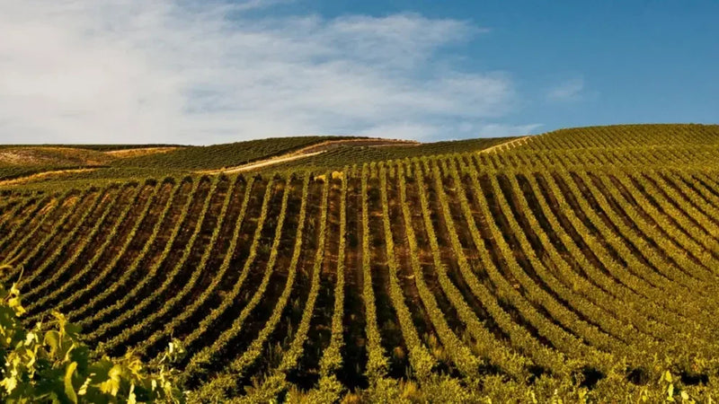 Etxeko La Navarra - Viana, Navarra