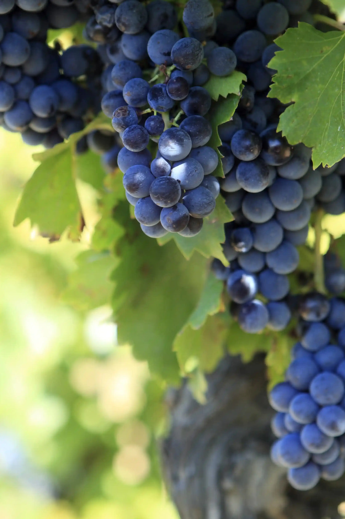 VINOS DE CALIDAD SUPERIOR DIRECTAMENTE DE LA RIOJA