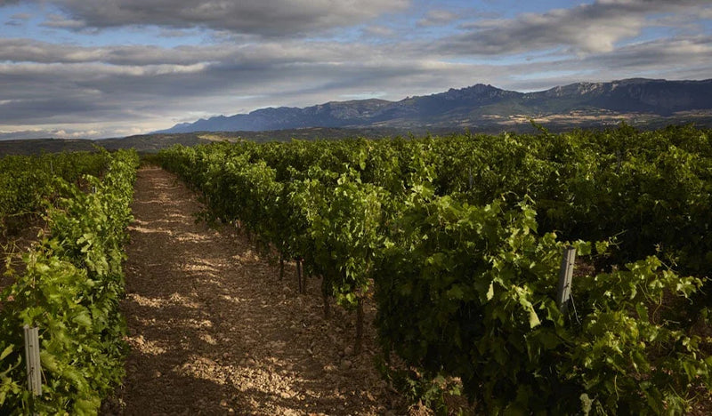 Bodega Viña Real - Laguardia, País Vasco