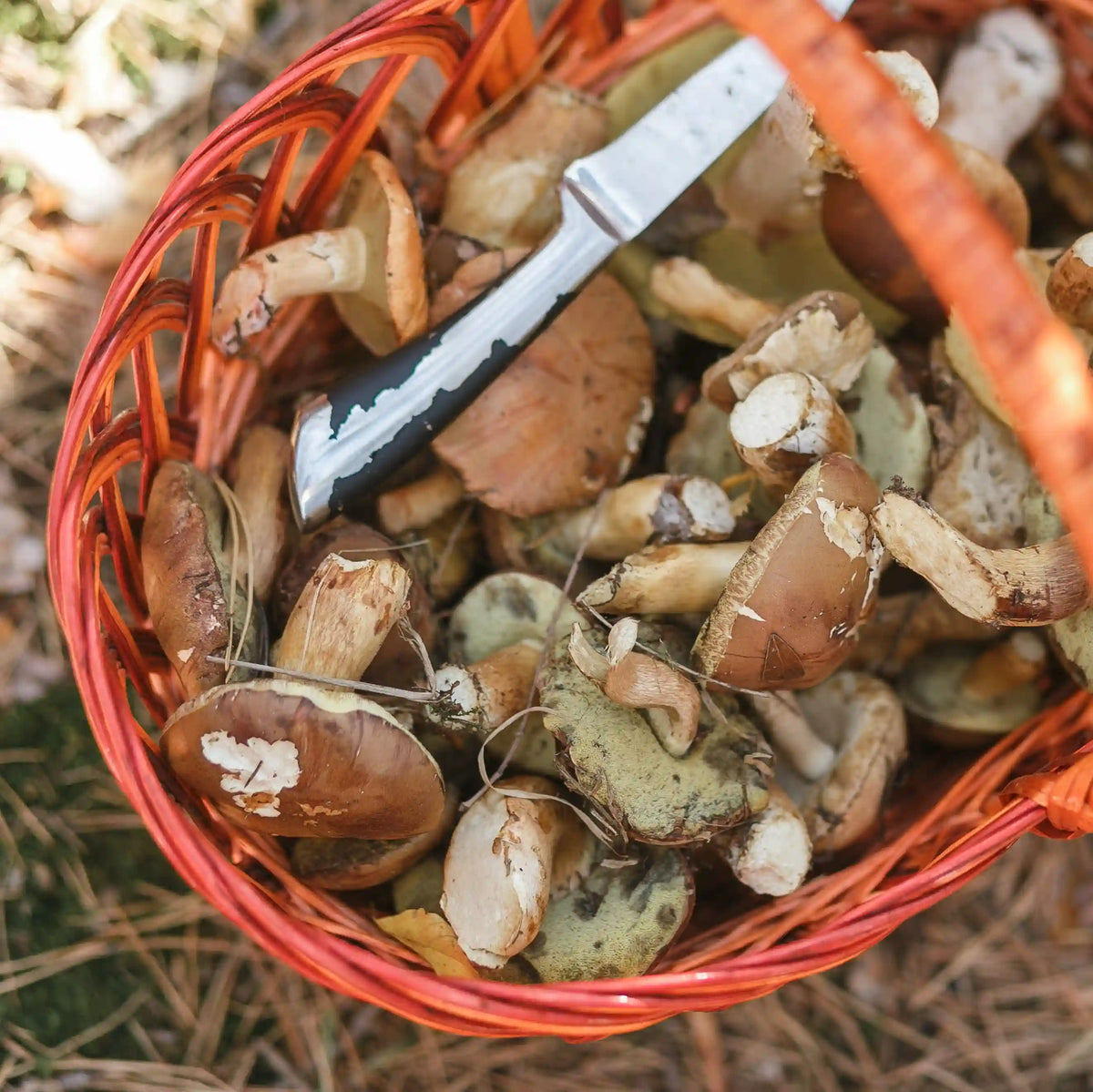 Boletus edulis perfectos para guarniciones y recetas creativas