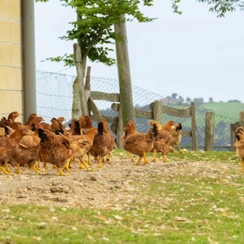Alas de pollo perfectas para picoteo