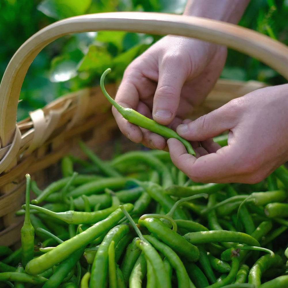 Guindillas de Ibarra Zubelzu con frescura vegetal y picor suave equilibrado