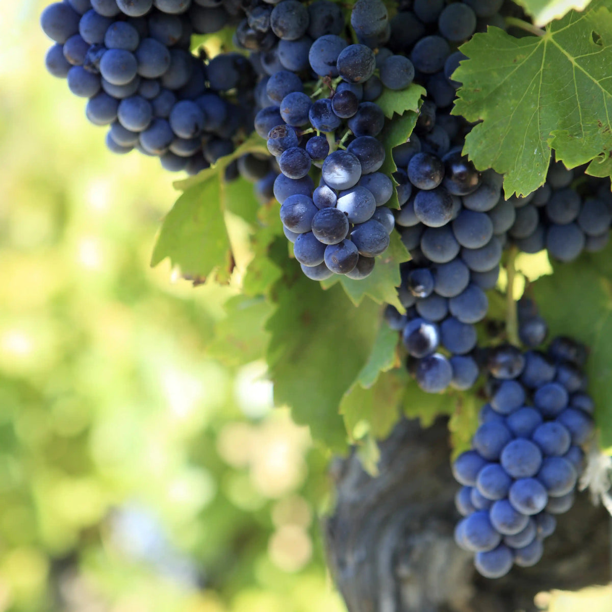 Vino tinto perfecto para ocasiones especiales
