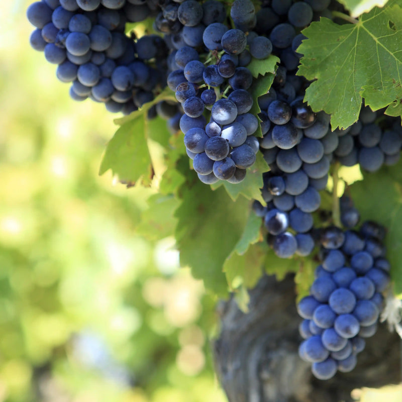 Vino tinto perfecto para ocasiones especiales