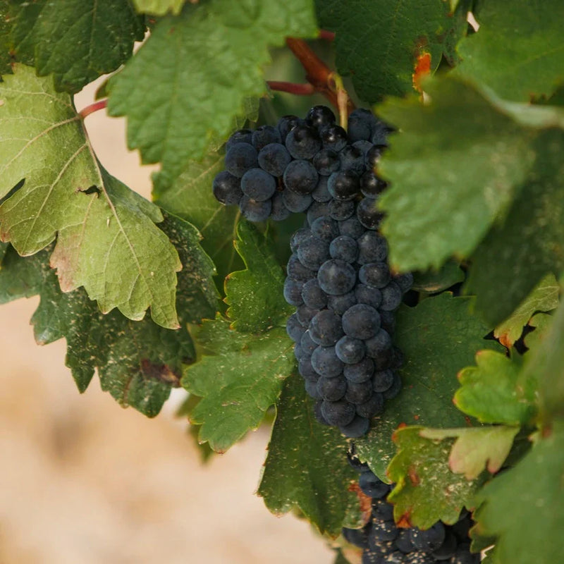 Vino Berzal joven perfecto para consumo diario