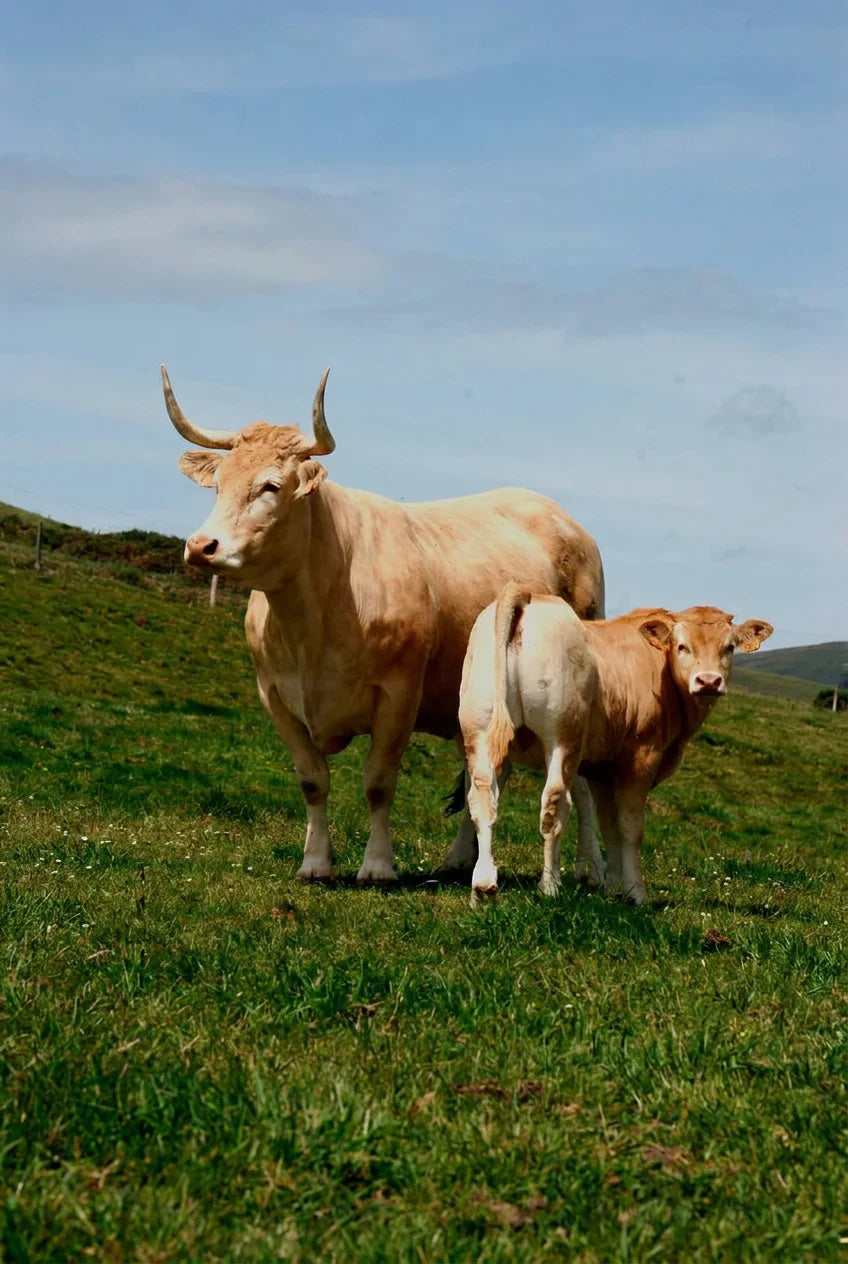 CARNES DE VACUNO DE CALIDAD SUPERIOR DIRECTAMENTE DEL PAÍS VASCO