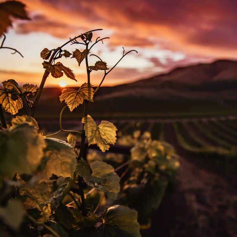 Vino tinto Tobía perfecto para platos tradicionales intensos