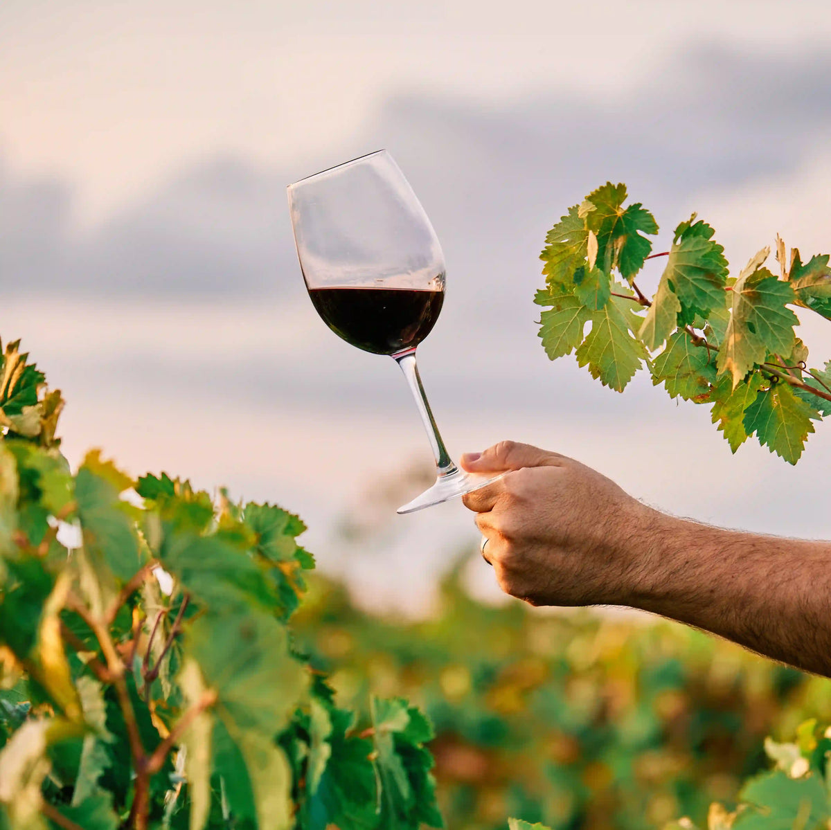 Rioja tinto con estructura compleja y equilibrio perfecto