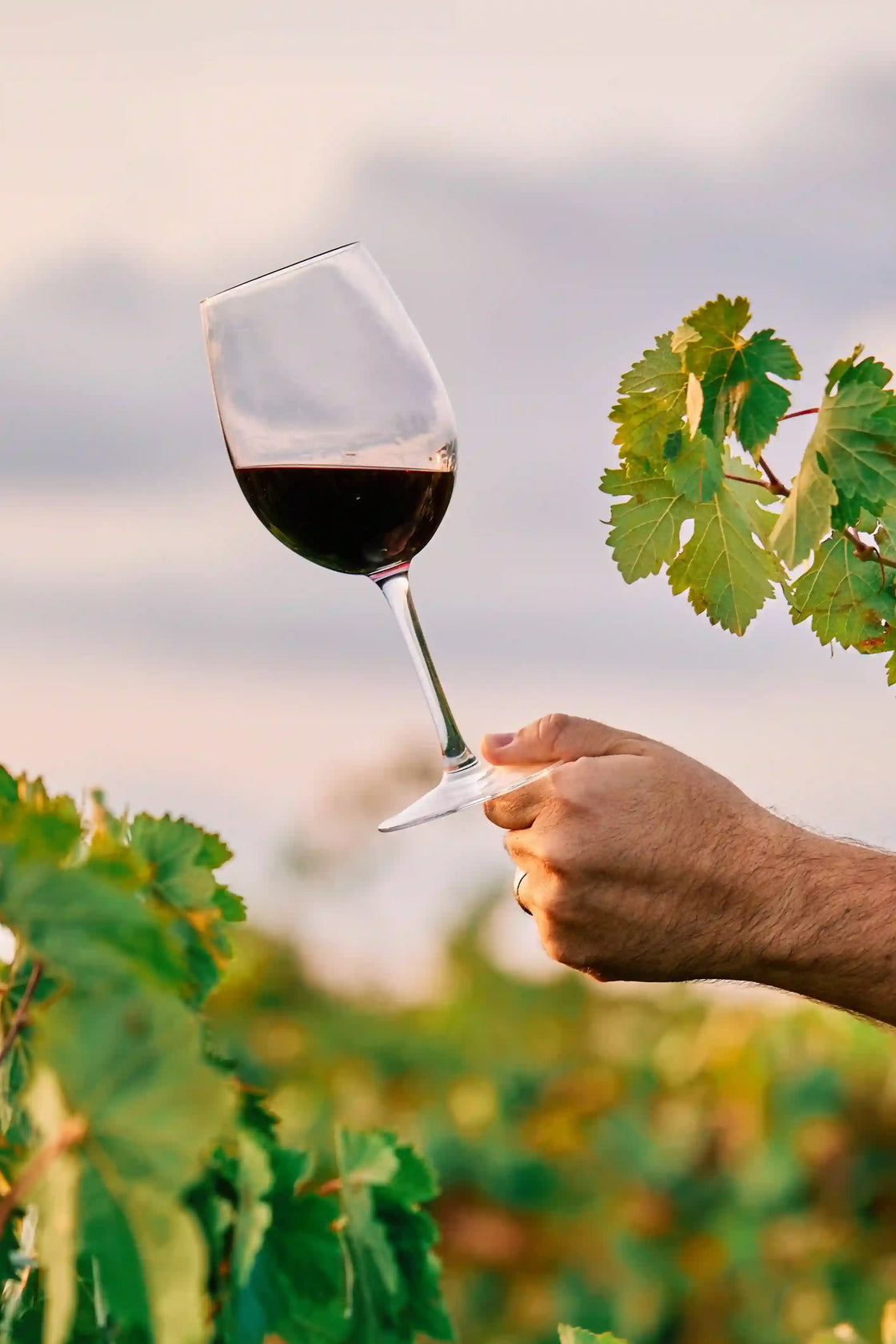 VINOS DE CALIDAD SUPERIOR DIRECTAMENTE DE LA RIOJA
