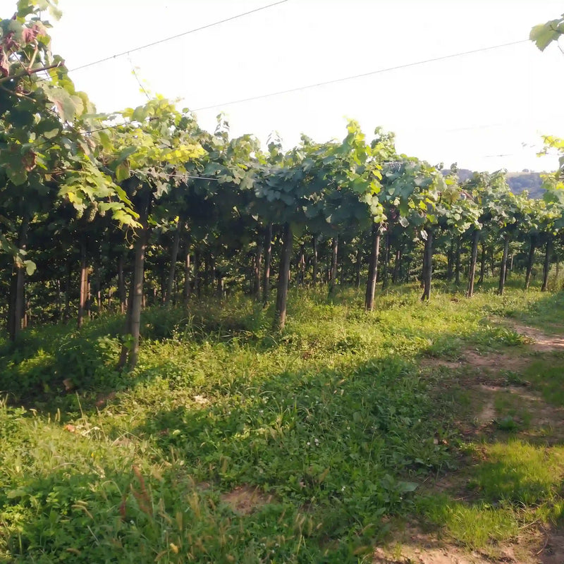 Txakoli Agerre perfecto para cocina marinera